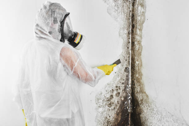 Best Home Mold Removal  in Rutherfordton, NC