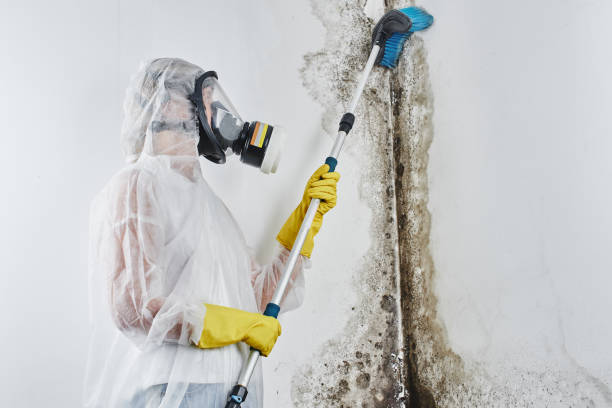 Best Mold Removal Near Me  in Rutherfordton, NC