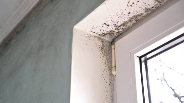 Best Professional Mold Removal  in Rutherfordton, NC