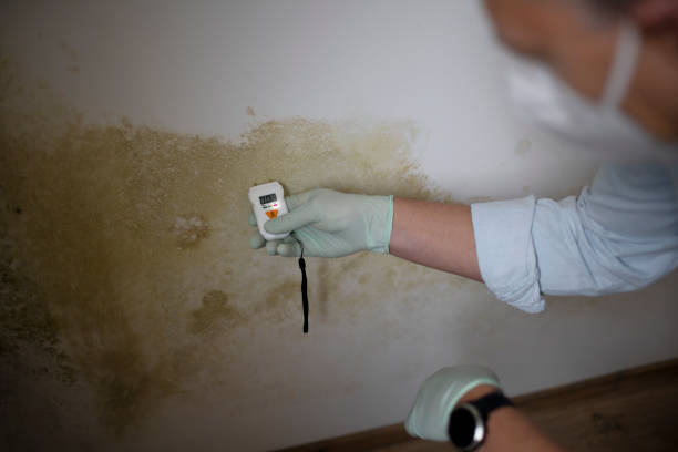 Best Mold Damage Repair  in Rutherfordton, NC