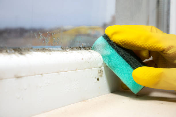 Trusted Rutherfordton, NC Mold Removal Experts