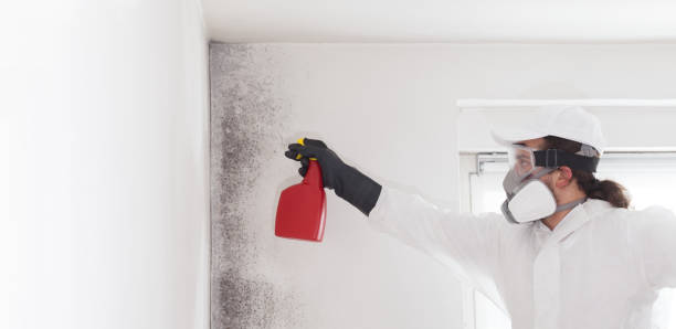Best Fast Mold Removal  in Rutherfordton, NC